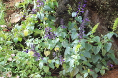 Salvia mexicana
