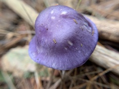 Cortinarius
