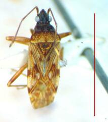 Lygaeoidea