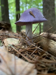 Cortinarius
