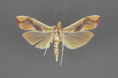 Agathodes monstralis