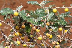 Solanum marginatum