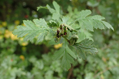 Dasineura crataegi