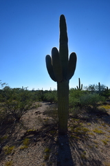 Carnegiea gigantea