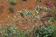 Solanum marginatum