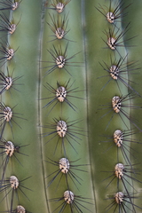Carnegiea gigantea