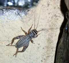Eumodicogryllus bordigalensis