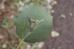 Aulagromyza tremulae
