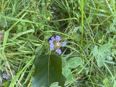 Prunella vulgaris vulgaris