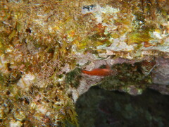 Tripterygion melanurus