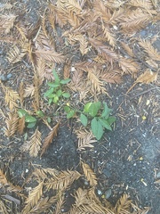 Rhinotropis californica