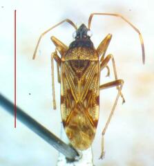 Lygaeoidea
