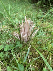 Clavaria