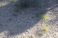 Callisaurus draconoides