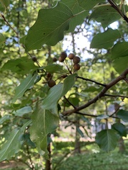 Pyrus