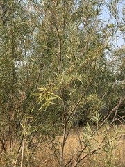 Salix exigua