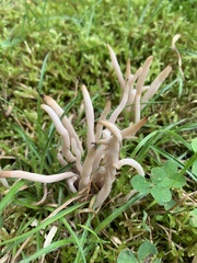 Clavaria