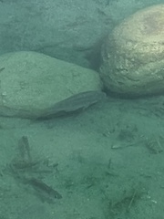 Micropterus salmoides