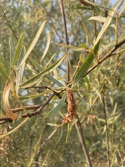Salix exigua
