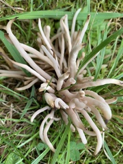 Clavaria