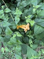 Campsis