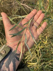 Salix exigua