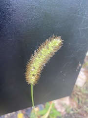 Setaria pumila