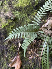 Polypodium appalachianum
