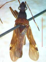 Lygaeoidea