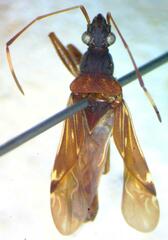 Lygaeoidea