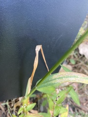 Setaria pumila