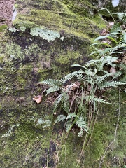 Polypodium appalachianum