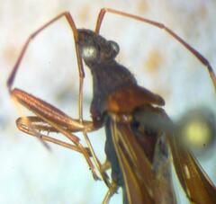 Lygaeoidea