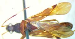 Lygaeoidea