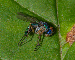 Condylostylus caudatus