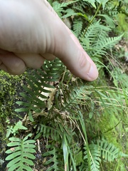 Polypodium appalachianum