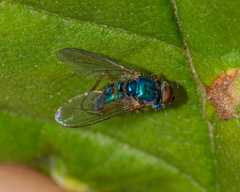 Condylostylus caudatus