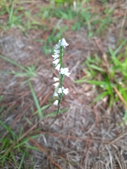 Spiranthes tuberosa