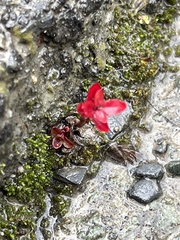 Micranthes stellaris