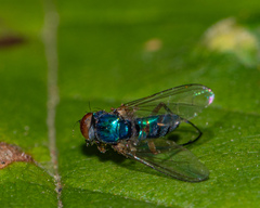 Condylostylus caudatus