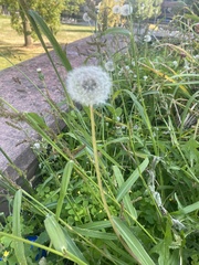 Taraxacum