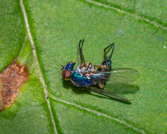 Condylostylus caudatus