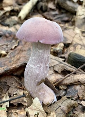 Laccaria ochropurpurea