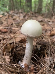 Amanita lavendula