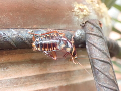 Periplaneta australasiae