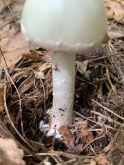 Amanita lavendula