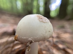 Amanita lavendula