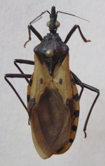Triatoma dimidiata