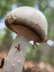 Amanita lavendula