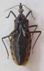 Triatoma dimidiata